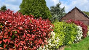 La planta ideal para un cerco perimetral: crece rápido, soporta climas extremos y aporta color todo el año