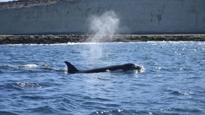 El público fue testigo del ataque de orcas a ballenas en Puerto Madryn: los investigadores destacaron que es «un proceso natural»