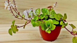 La planta que atrae la abundancia y es ideal para plantar en septiembre, según el Feng Shui