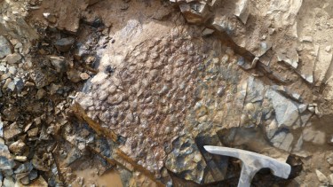 Qué fue Gondwana y por qué fósiles hallados en Neuquén son clave