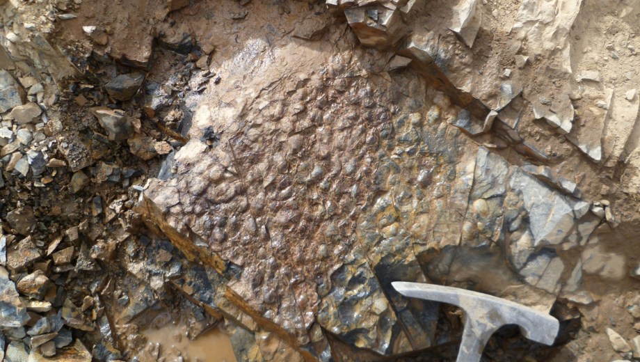 Descubren en Neuquén fósiles de braquiópodos que revelan cambios climáticos en Gondwana/CONICET