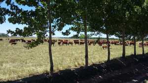 La ganadería regenerativa y buenas prácticas ganaderas en la Patagonia