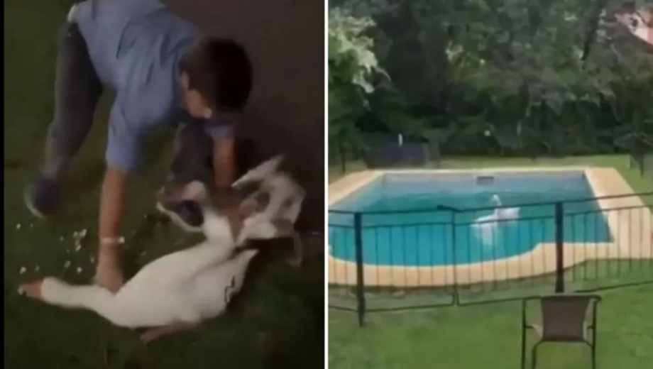 Un joven robó dos gansos de los Lagos de Palermo.-