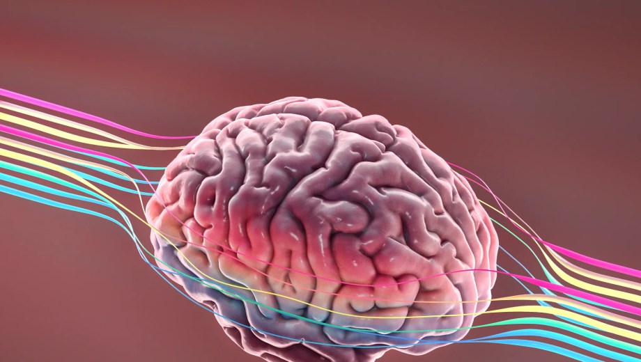 Ejercicio, buena alimentación y estimulación mental son claves para proteger el cerebro. Conocé qué nutrientes y hábitos hacen la diferencia.