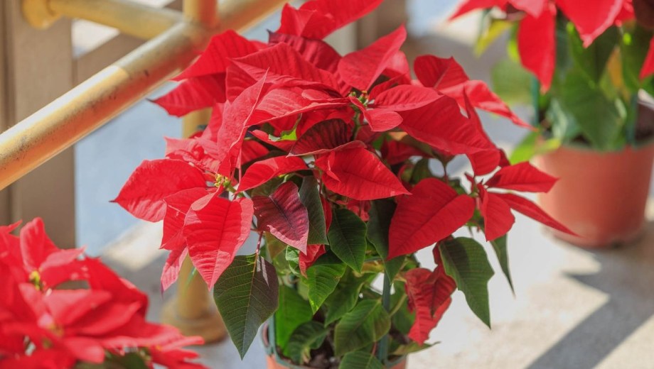 Poinsettia 