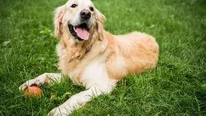 No es casualidad: por qué los golden retrievers son considerados los perros más empáticos 
