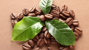 El ritual con hojas de laurel y granos de café para atraer abundancia en septiembre 2025