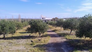 La falta de agua para riego pone en jaque un olivar pionero en Las Grutas