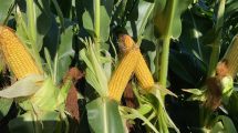 Imagen de El maíz en la Patagonia tiene los mayores rindes de Argentina