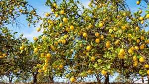 Cómo lograr que un limonero florezca en casa y dé frutos todo el año