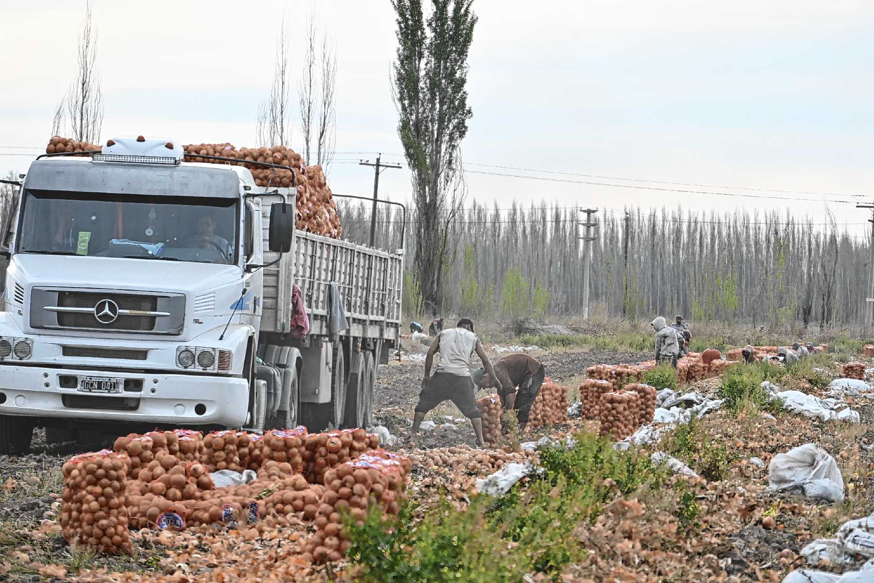 Oportunidad para la producción de hortalizas de la Patagonia en Brasil