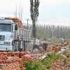 Imagen de Por el fenómeno climático del año, se abre una gran oportunidad en Brasil para la hortaliza más producida de la Patagonia