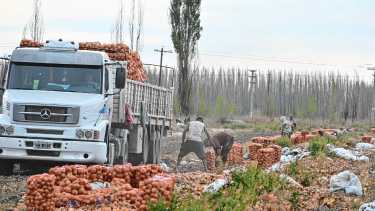 Cebolla en Patagonia: cómo el fenómeno El Niño podría transformar la campaña 2026/27