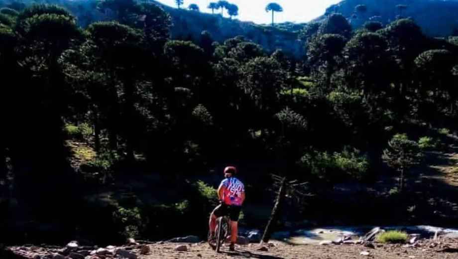 Los ciclistas recorrerán senderos entre araucarias milenarias en Pino Hachado. Fotos: gentileza.