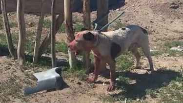 Un pitbull mató a otro perro en Centenario: la dueña dijo que «se le escapó» y los vecinos denuncian que ya ha asesinado a otros