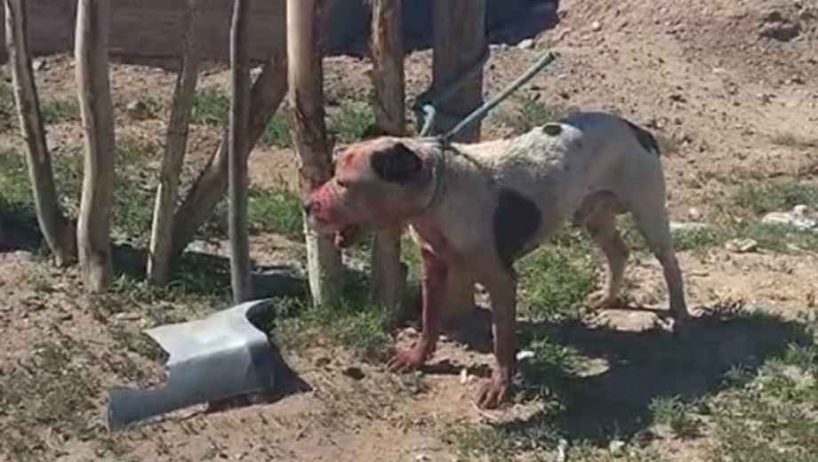 El animal quedó cubierto con manchas de sangre luego del ataque. Foto: Centenario Digital. 