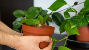 Cómo hacer que un potus crezca más frondoso y con hojas grandes