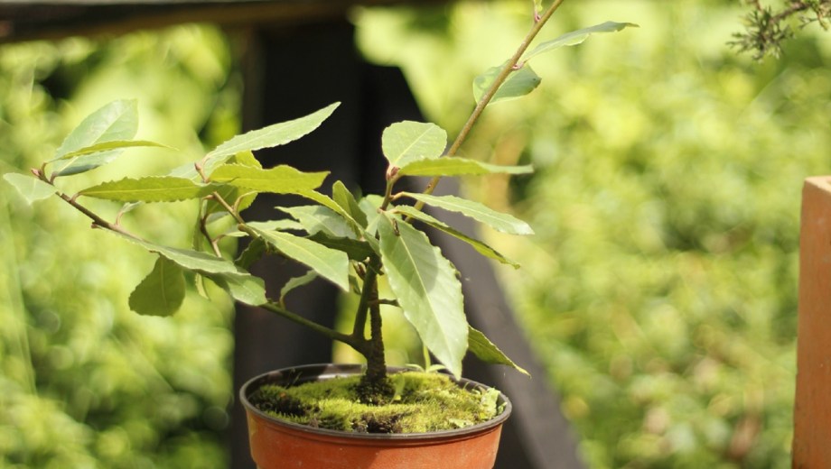 Planta de laurel.