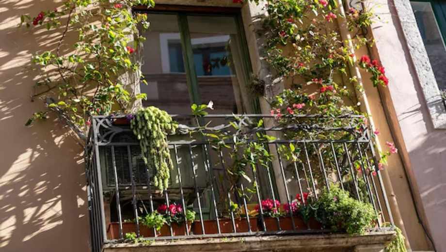Plantas en ventanas y balcones.-