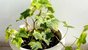 Energía negativa: cinco plantas que hay que evitar tener en el hogar, según el Feng Shui