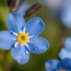 Imagen de Lluvias y humedad: qué hacer en tu jardín o huerta para evitar que las plantas se enfermen