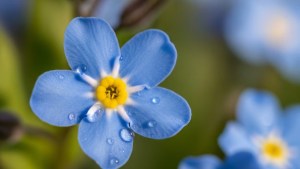 Las tres flores para sembrar en octubre que son ideales para principiantes 