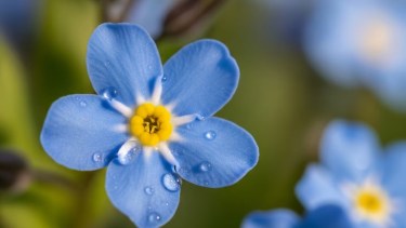 Las tres flores para sembrar en octubre que son ideales para principiantes 