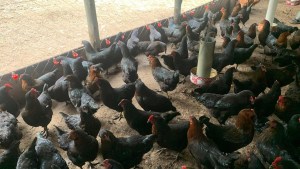 Genética e innovación avícola en Valle Medio: 20 años de experiencia