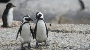 Qué es el “pebbling” y por qué se convirtió en la nueva tendencia del amor entre los jóvenes