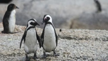 Qué es el “pebbling” y por qué se convirtió en la nueva tendencia del amor entre los jóvenes