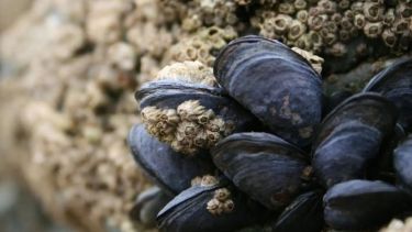 Alerta en la costa de Río Negro: recomiendan no comer moluscos por marea roja