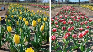Campo de Tulipanes de Guardia Mitre: el sueño de dos emprendedores que apunta al turismo de flores