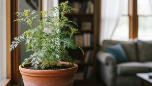 El mejor lugar para poner la planta de ruda y así atraer dinero en primavera, según el Feng Shui 