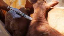 Imagen de El gobierno modifica el plan de vacunación contra la fiebre aftosa y anuncia un ahorro de 25 millones de dólares