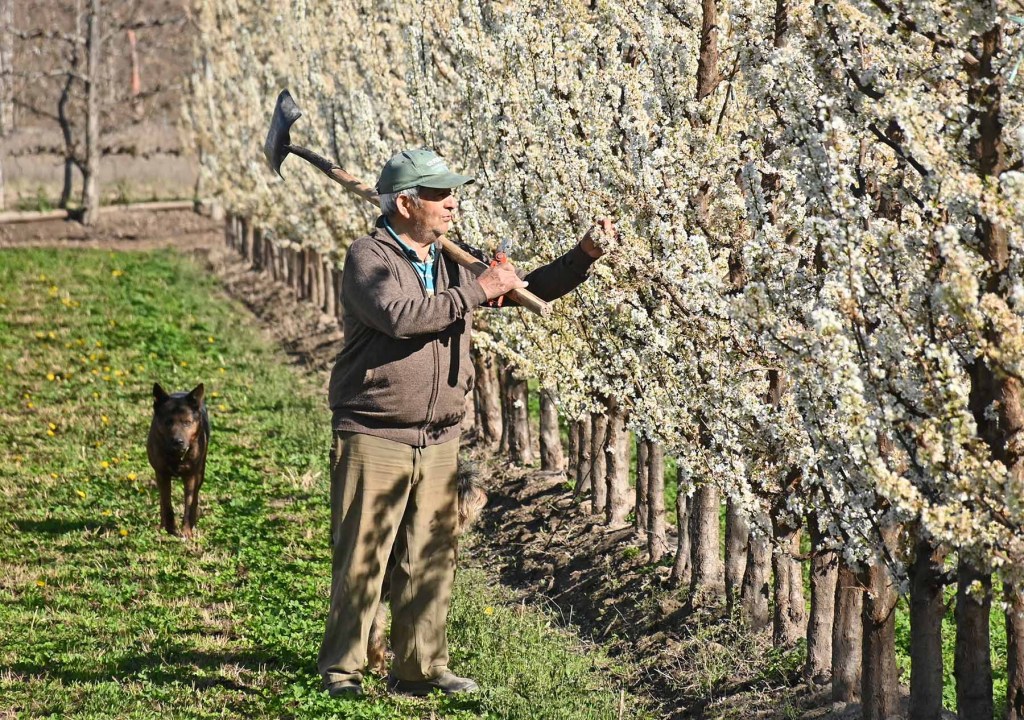 Antolín es un ícono de la chacra. Se encarga de las labores desde hace más de tres décadas. A sus 80 años sigue siendo el primero en llegar todos los días. Foto: Florencia Salto.