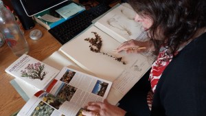 El INTA Bariloche alberga el herbario más antiguo de la Patagonia