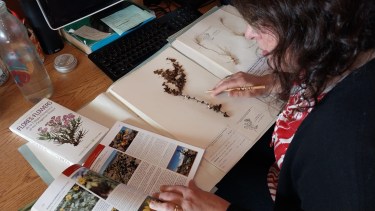 El INTA Bariloche alberga el herbario más antiguo de la Patagonia