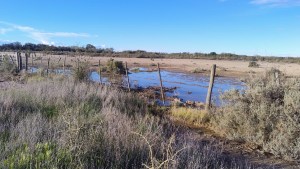 La lluvia bendita que cambió el ánimo de los productores ganaderos y los puso en modo ¡Vamos para adelante!
