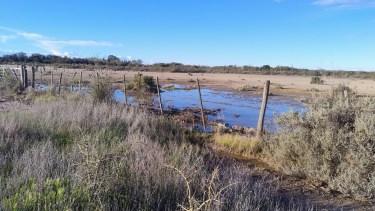 La lluvia bendita que cambió el ánimo de los productores ganaderos y los puso en modo ¡Vamos para adelante!
