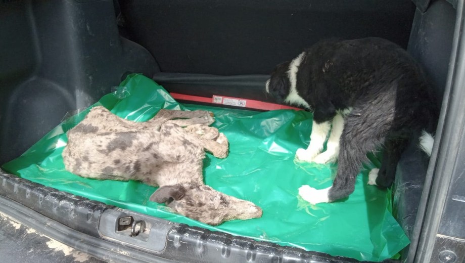 Alma de Diamante (galga) y Angelita (border collie). Foto: gentileza. 