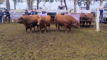 La lluvia trajo alivio al campo y Weretilneck prometió en Conesa trabajar para recuperar el estatus sanitario