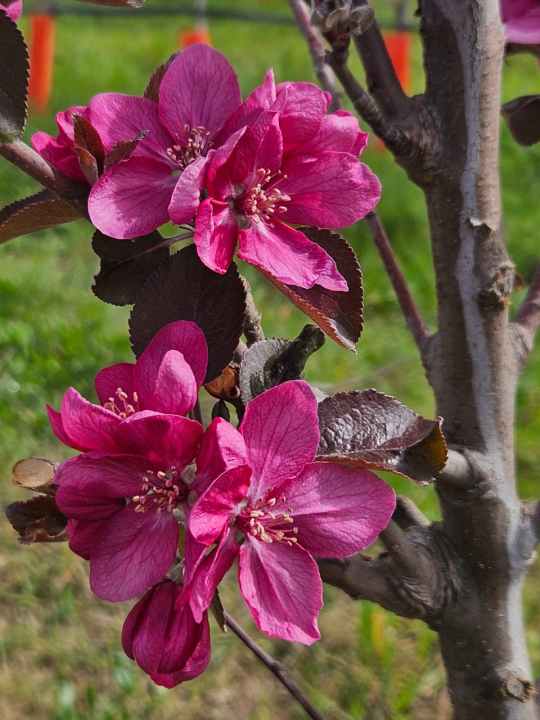 Las flores de los manzanos Kissabel también son distintivas. Foto: gentileza Grupo Prima.