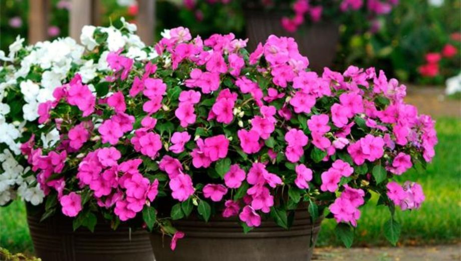 Las alegrías del hogar crecen muy bien en semisombra, por lo que son perfectas para balcones y espacios con menos horas de sol.