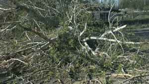 La caída de un árbol generó demoras en la Ruta 22 entre Neuquén y Plottier este miércoles: cómo está el tránsito