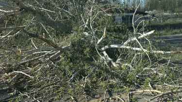 La caída de un árbol generó demoras en la Ruta 22 entre Neuquén y Plottier este miércoles: cómo está el tránsito