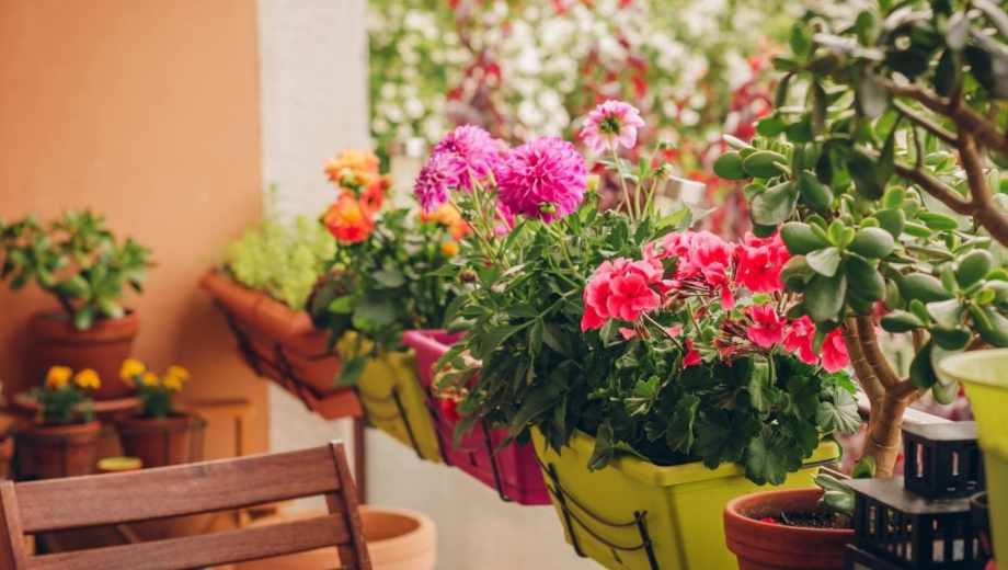 Cinco plantas ideales para el balcón o jardines pequeños.-