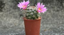 Imagen de El secreto definitivo para que tus cactus florezcan en primavera