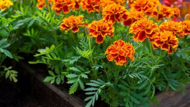 Las tres flores ideales para sembrar en septiembre en maceta y llenar de color tu casa en verano