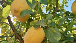 Los tres árboles frutales clave para fertilizar en septiembre y fortalecer el jardín