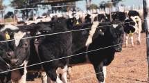 Imagen de Feedlot cooperativo en Santa Fe: Holando Argentino logra carne premium con 1.250 kg diarios y 30% menos costo